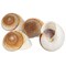 Hermit Crab Shells 3"- 4" Turbo Shells 4 Muffin Snail Shells